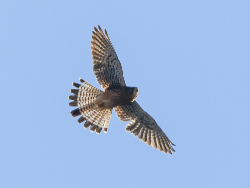 Eurasian Kestrel from Santa Cruz de Tenerife, Spain on February 19 ...