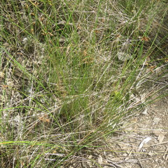 Fimbristylis ferruginea