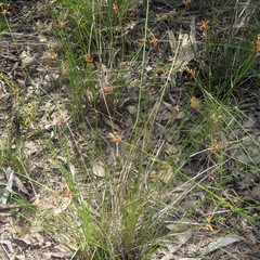 Fimbristylis ferruginea