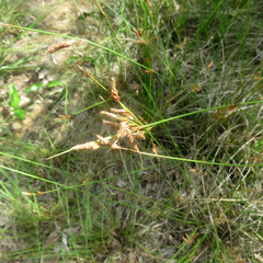 Fimbristylis ferruginea