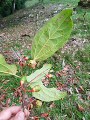 Ocotea holdridgeana