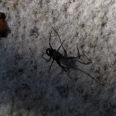 Liophrurillus flavitarsis