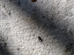 Liophrurillus flavitarsis