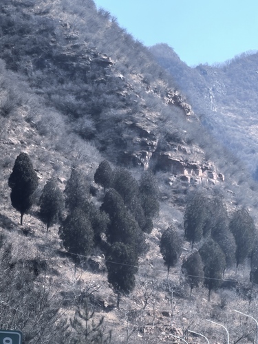 Chinese red pine