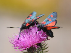 Zygaena lonicerae