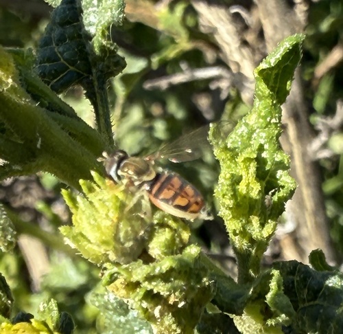 Unknown species found near Mission Trails Regional Park, San Diego, CA, US