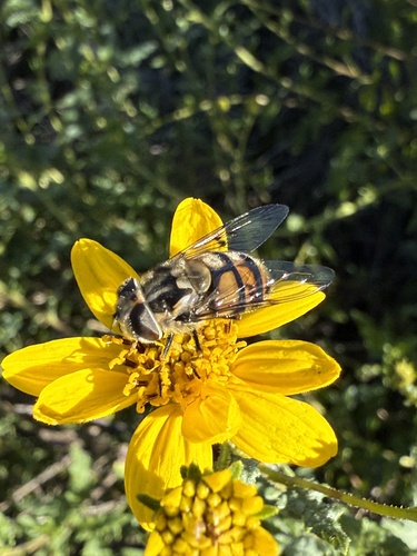 Unknown species found near Mission Trails Regional Park, San Diego, CA, US