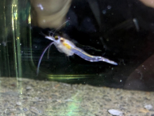 bloody-red shrimp
