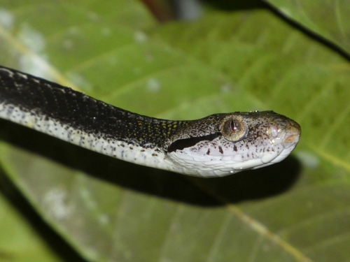 Dog-toothed Cat Snake