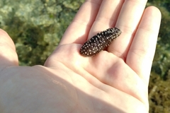 Holothuria impatiens