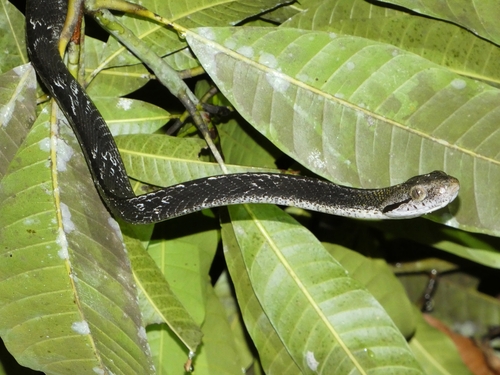Dog-toothed Cat Snake