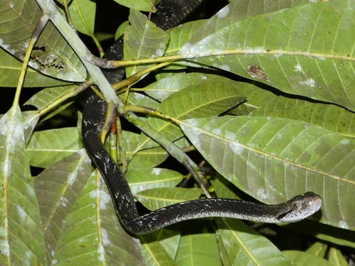 Dog-toothed Cat Snake
