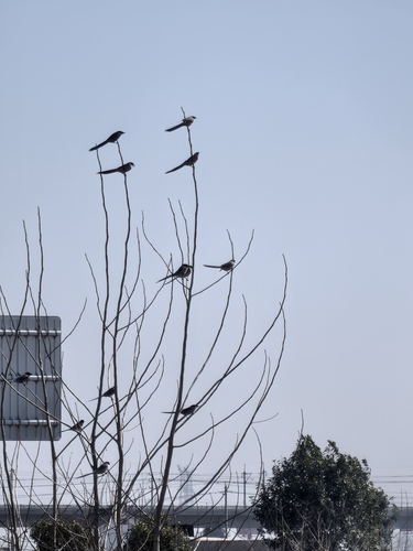 Azure-winged Magpie