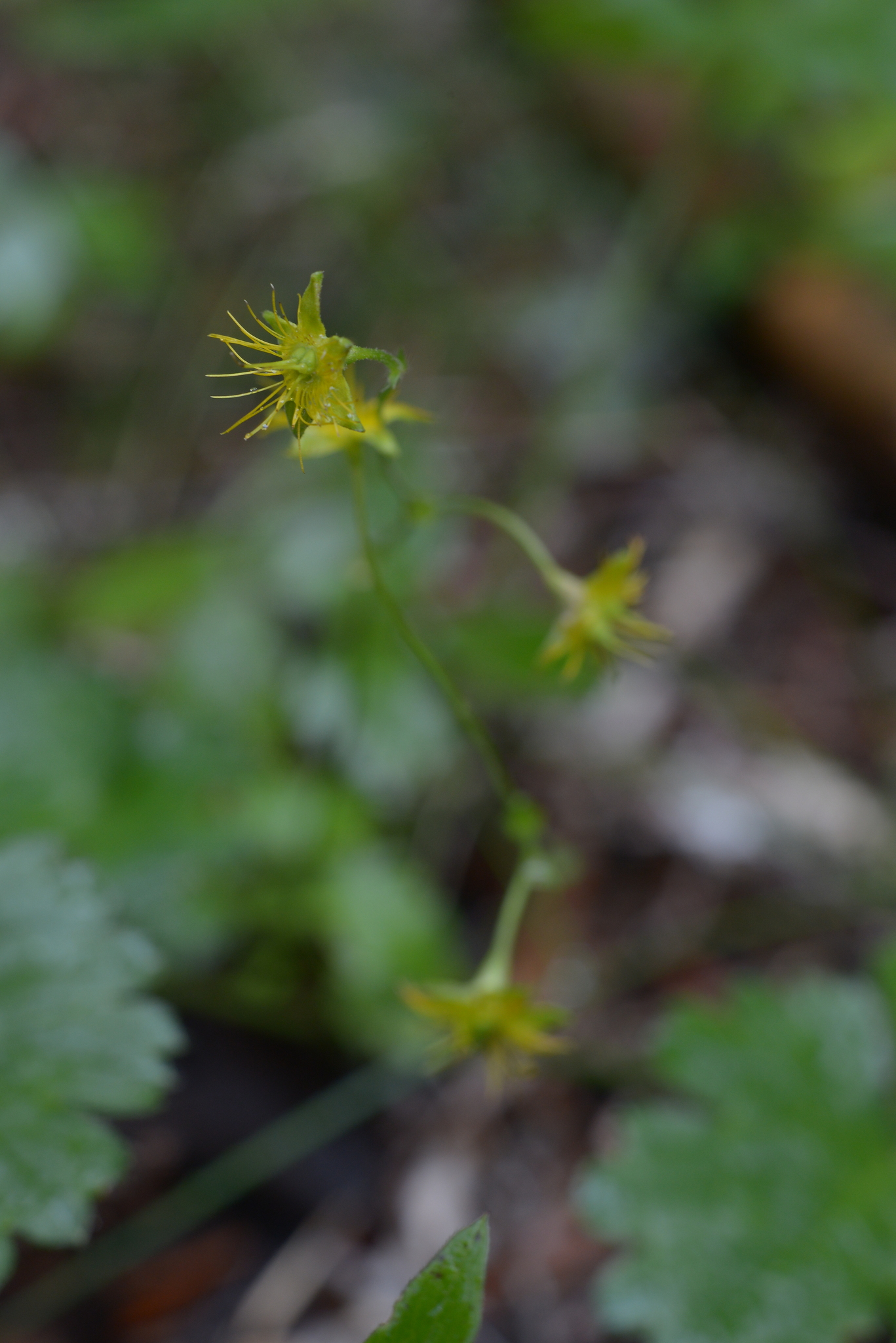 Idaho Barren Strawberry (Waldsteinia idahoensis)