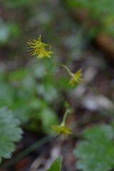 Idaho Barren Strawberry (Waldsteinia idahoensis)