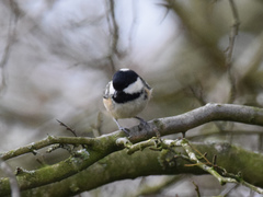 Periparus ater britannicus