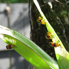 Stethopachys formosa