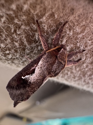 Elhamma australasiae