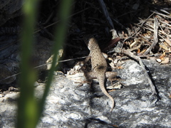 Sceloporus gadoviae