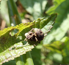 Cionus scrophulariae