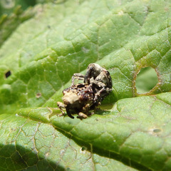 Cionus scrophulariae