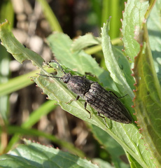 Actenicerus siaelandicus
