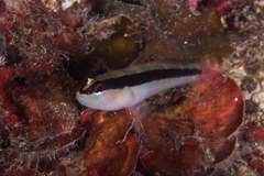 Gobius vittatus