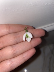 Galanthus alpinus