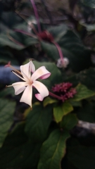 Clerodendrum quadriloculare