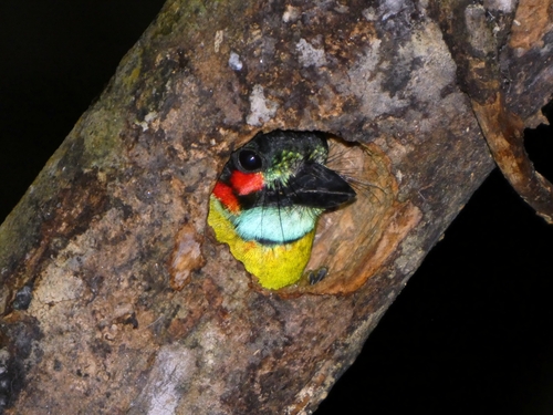 Black-eared Barbet (Psilopogon duvaucelii), photo 4