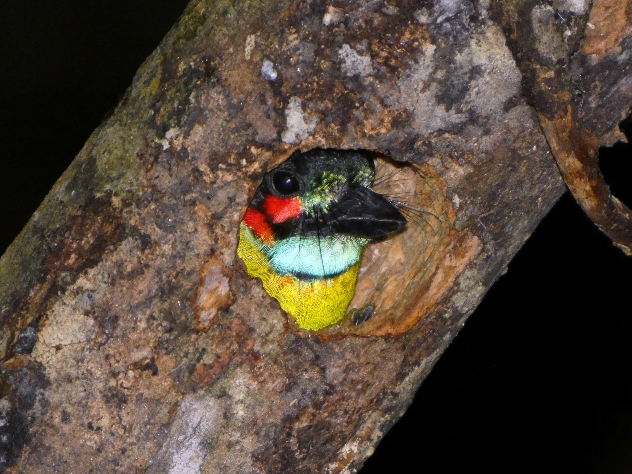 Black-eared Barbet (Psilopogon duvaucelii), photo 4