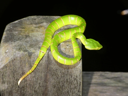 Bornean Keeled Pit Viper