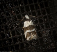 Eulechria triferella