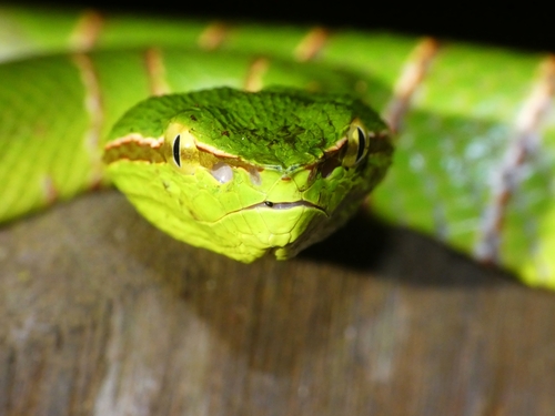 Bornean Keeled Pit Viper