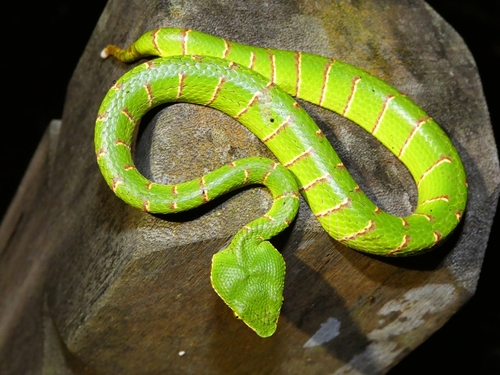 Bornean Keeled Pit Viper