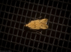 Atheropla nigricincta