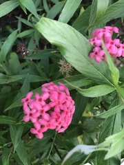 Arachnothryx leucophylla