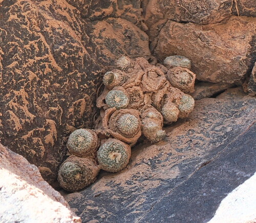 Bubbling cactus (Blossfeldia liliputana)
