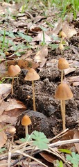 Conocybe coprophila