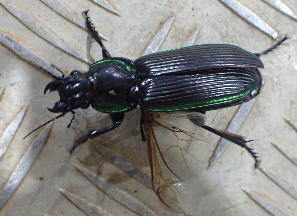 Catadromus elseyi