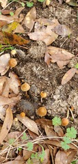 Conocybe coprophila