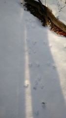 Animalia