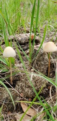 Conocybe coprophila