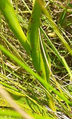 Disa nervosa