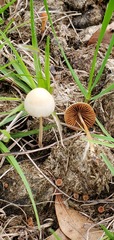 Conocybe coprophila