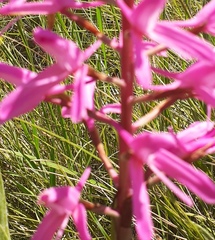 Disa nervosa