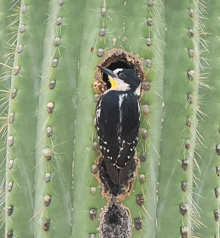 White-fronted Woodpecker (Melanerpes cactorum), photo 7