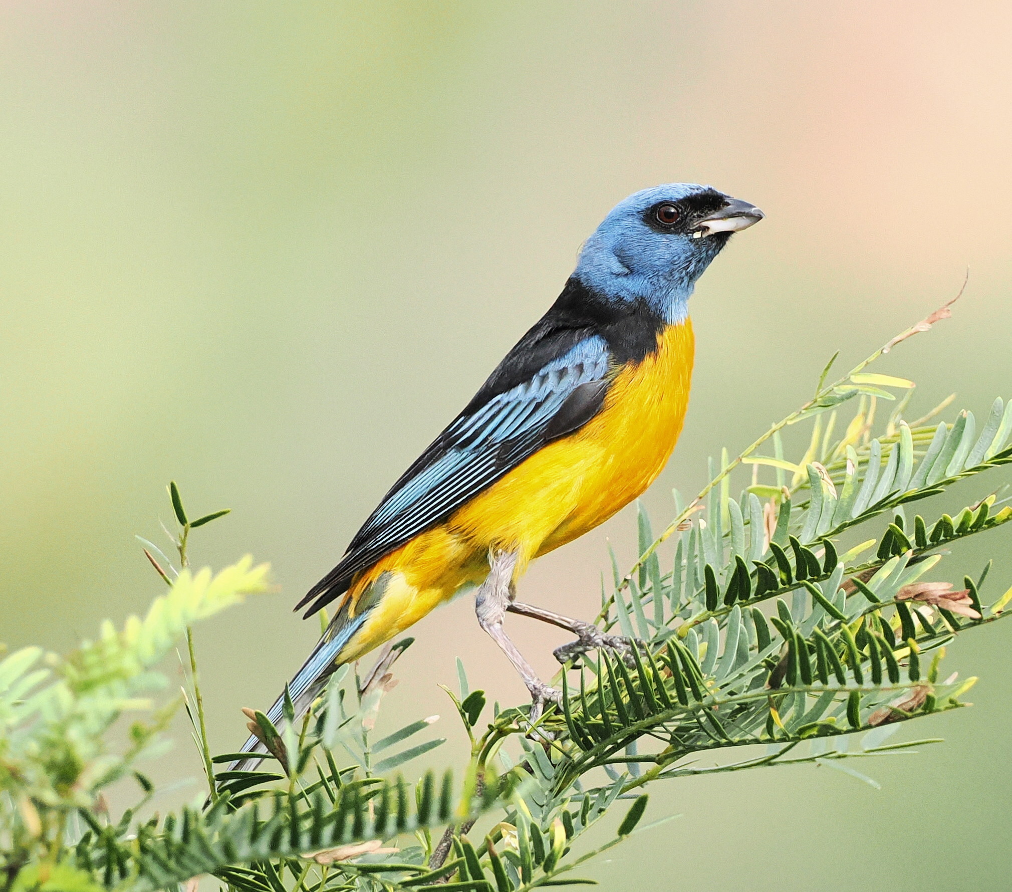 Blue-and-yellow Tanager (Rauenia bonariensis), photo 9