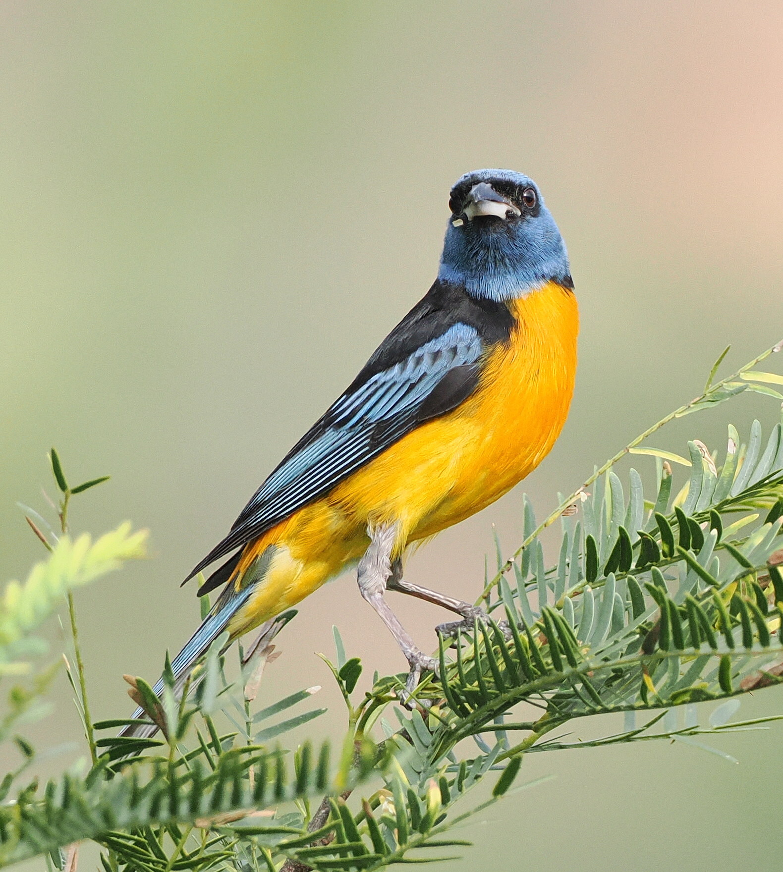 Blue-and-yellow Tanager (Rauenia bonariensis), photo 10