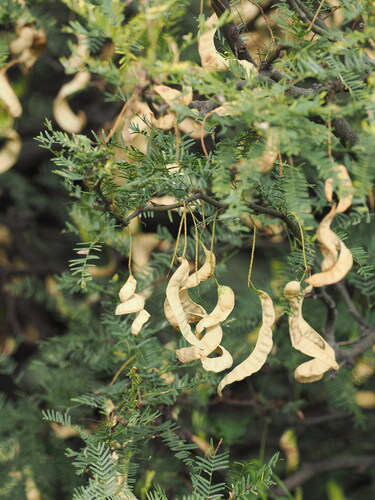 Algarrobo Blanco (Neltuma alba)
